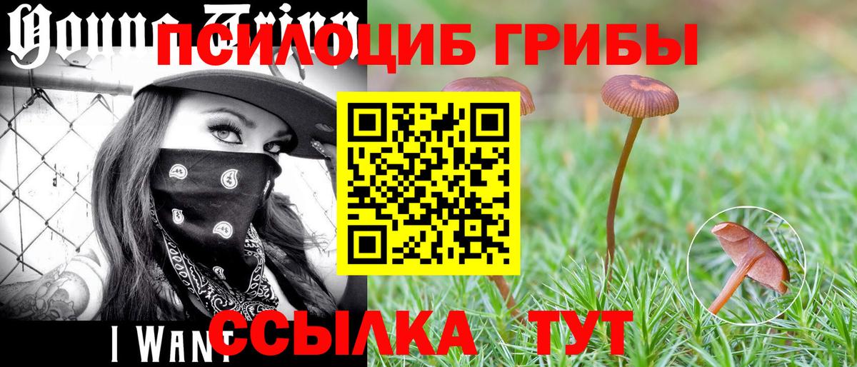 Псилоцибиновые грибы Cubensis Людиново
